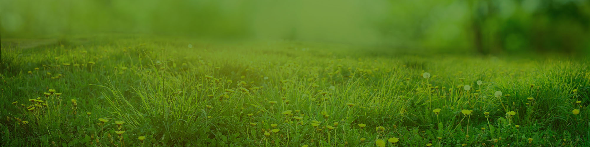 A field of grass.